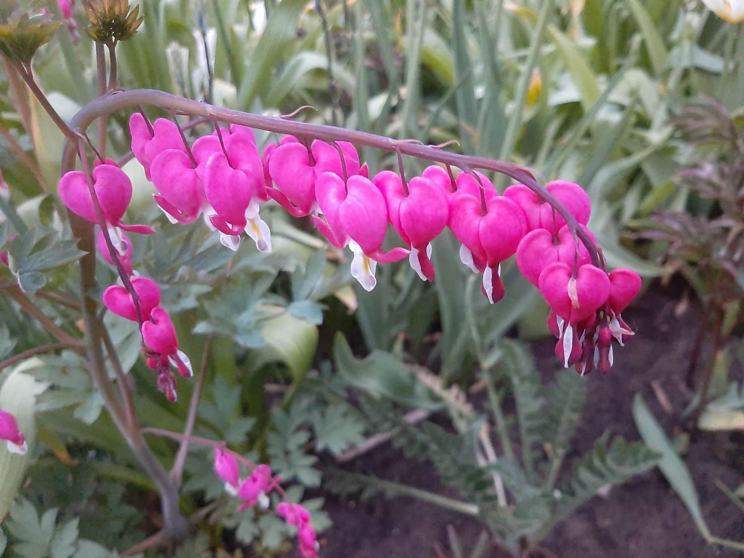 Särkynytsydän, vaaleanpunainen / punainen